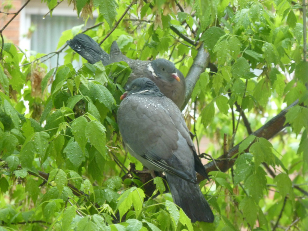 No s'ha trobat l'arxiu